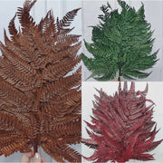 Preserved Leather Fern | DreamGarden SG