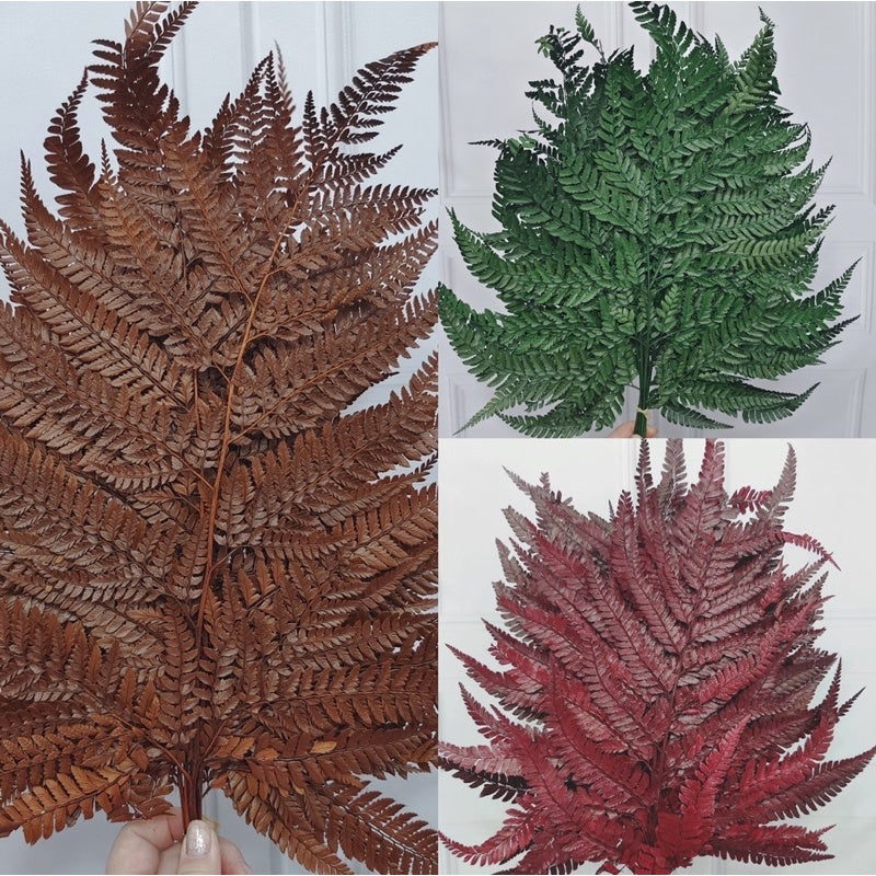 🇸🇬[SG Stock]Preserved Flowers Dried Flowers Preserved Leather Fern Singapore Local Home Decoration/DIY/Wedding