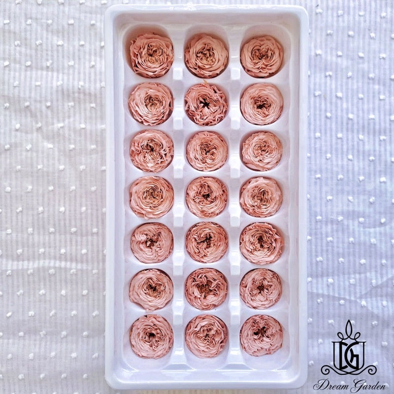 🇸🇬[SG Stock][Dream Garden]Grade A Preserved Austin Roses 2cm-3cm Preserved Flowers Home Decoration/DIY/Wedding/Dome