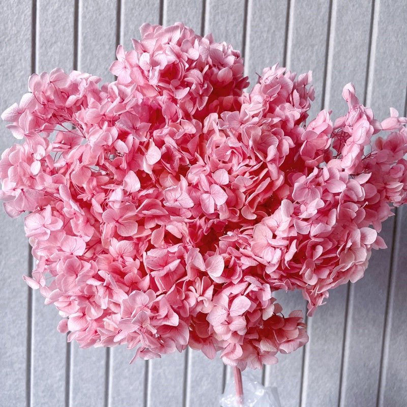 🇸🇬[SG Stock]Preserved Flowers Grade A Preserved Hydrangea Singapore Local Wholesalers Home Decoration/DIY/Wedding