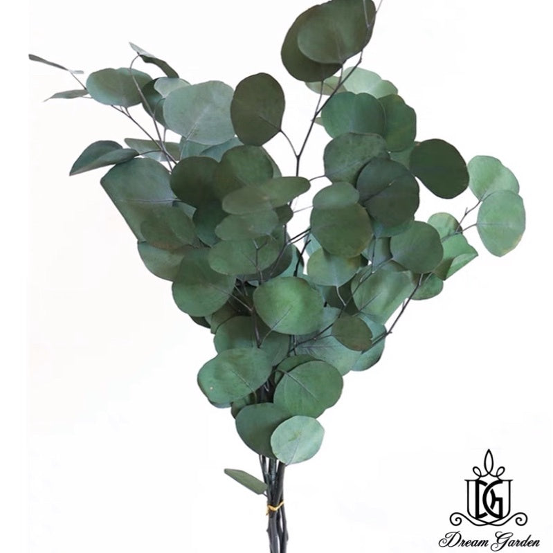 🇸🇬[SG Stock]Singapore Local Wholesaler Dream Garden Preserved Flowers Dried Flower Preserved Leaves Preserved Eucalyptus
