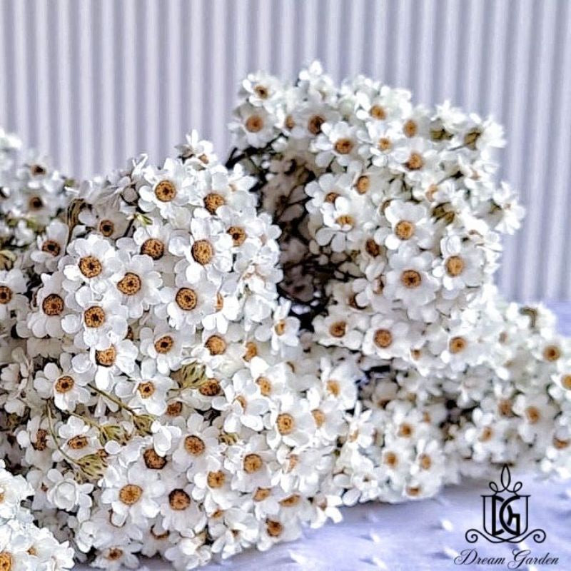 🇸🇬[SG Stock] SG Local Largest Wholesaler Italy Dried Ixodia Dried White Daisy Suitable For Decoration/Wedding/DIY/Dome