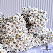 Italy Dried Ixodia Dried White Daisy | DreamGarden SG