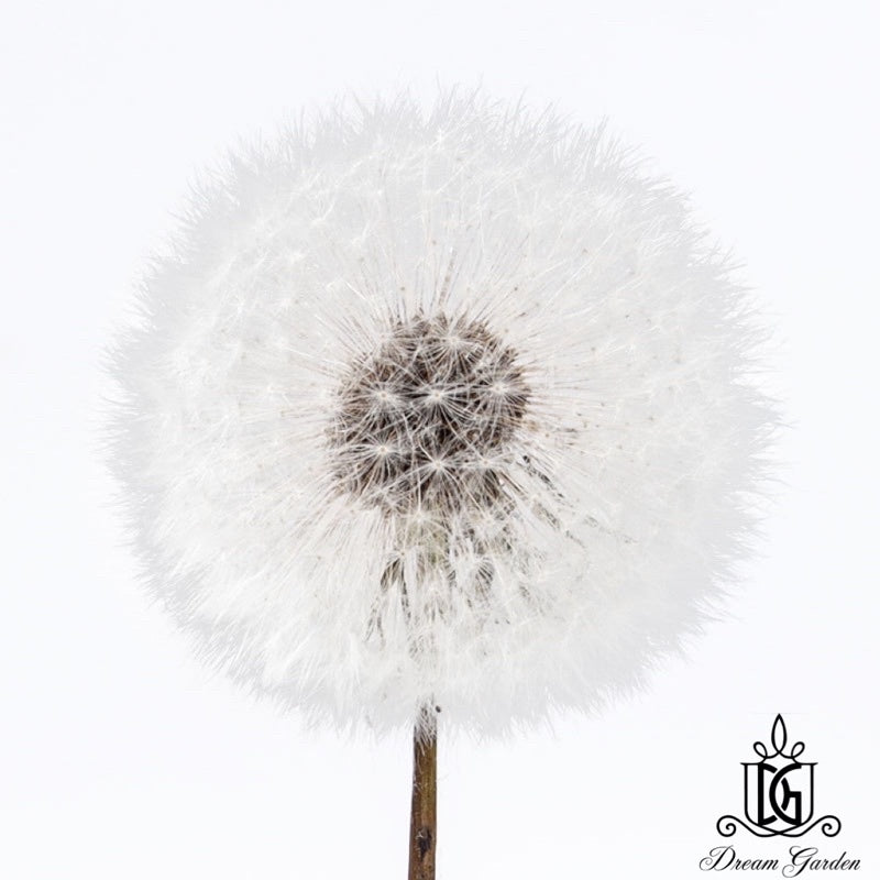 🇸🇬[SG Stock]Dream Garden Preserved Flowers Dried Flowers Preserved Dandelion Singapore Local Home Decoration/DIY/Wedding