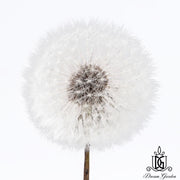 Preserved Dandelion 2 | DreamGarden SG