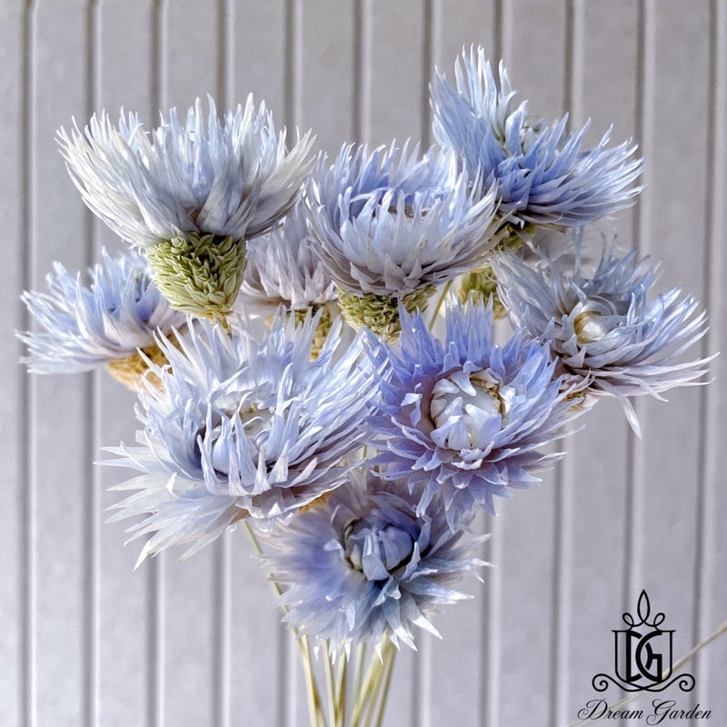 🇸🇬[SG Stock]Preserved Flowers Dried Flowers Daisy By Handmade Singapore Local Wholesalers Home Decoration/DIY/Wedding