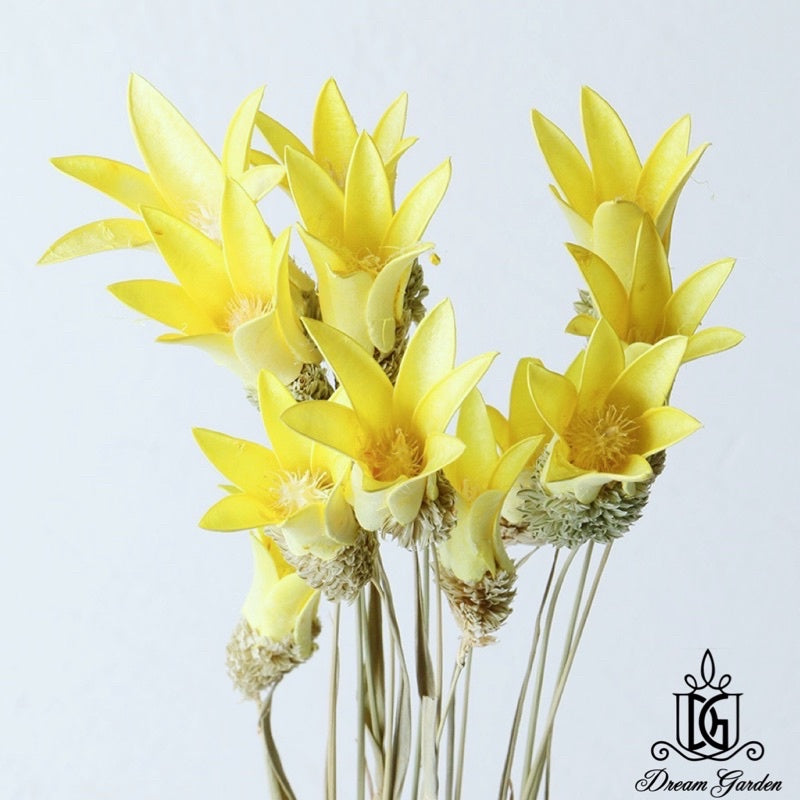🇸🇬[SG Stock][Dream Garden]Handmade Dried Lily Flower Dried Magnolia Flower Dried Flowers Home Decoration/DIY/Wedding