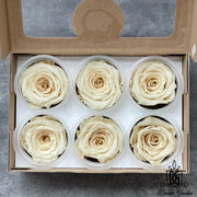 RoseAmor Pearl Color Preserved Roses | DreamGarden SG