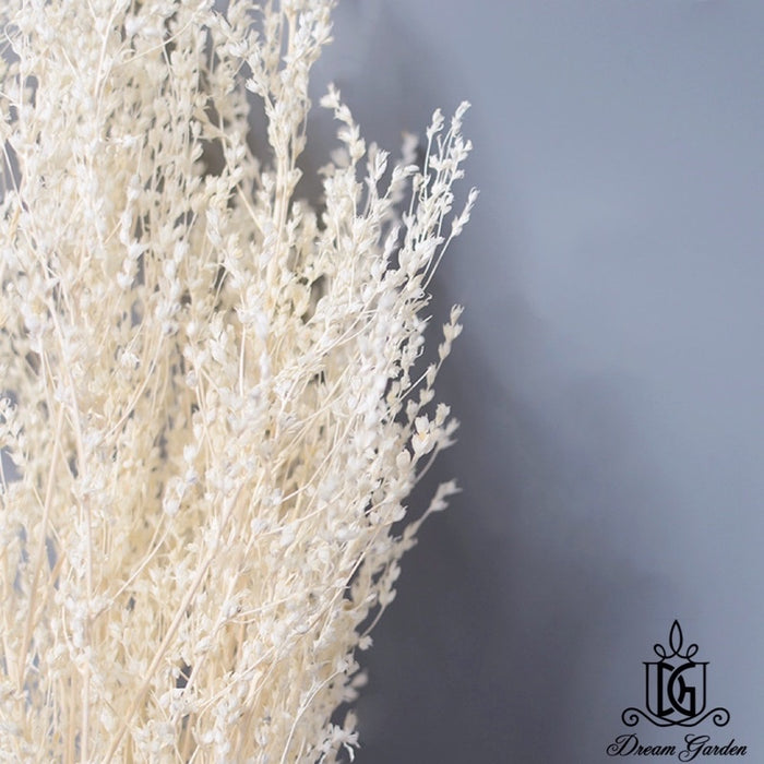 Dried White Grass Dried Flowers | DreamGarden SG
