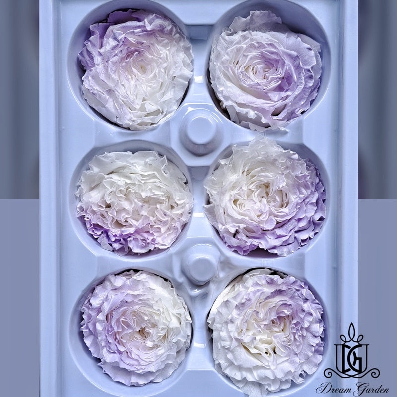 🇸🇬[SG Stock][Dream Garden]SG Stock New Arrival Preserved Flower Preserved Rose Preserved Peony Rose