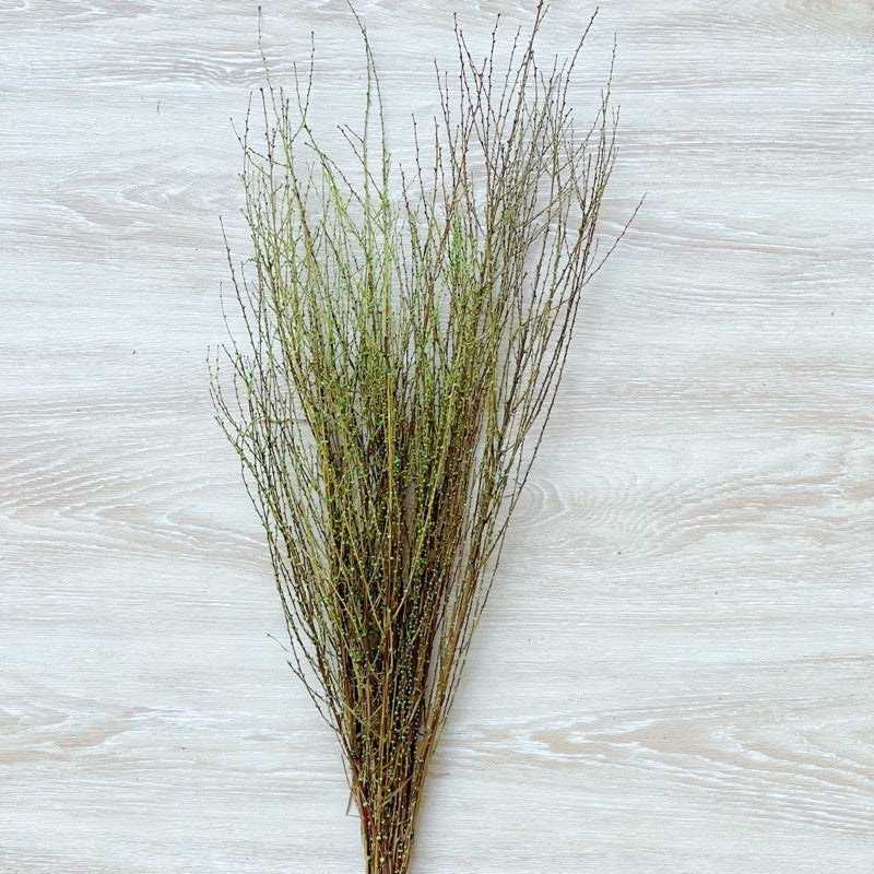 🇸🇬[SG Stock] Preserved Snow Willow Branches For Home Decor/DIY/Wedding/Glass Cover Dome Dried Eternal Flowers