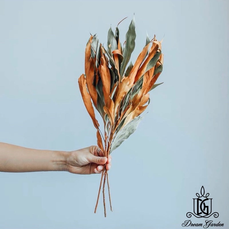 🇸🇬[SG Stock] SG Local Largest Wholesaler Dried Grevillea-Gold Back Leaves Suitable For Decoration/Wedding/DIY/Flora