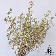 Dried Fruits Preserved Leaves Dried Eucalyptus Fruit | DreamGarden SG