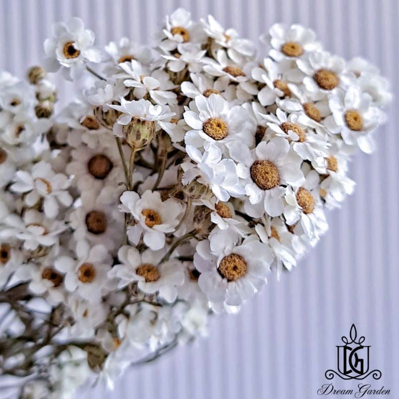 🇸🇬[SG Stock] SG Local Largest Wholesaler Italy Dried Ixodia Dried White Daisy Suitable For Decoration/Wedding/DIY/Dome