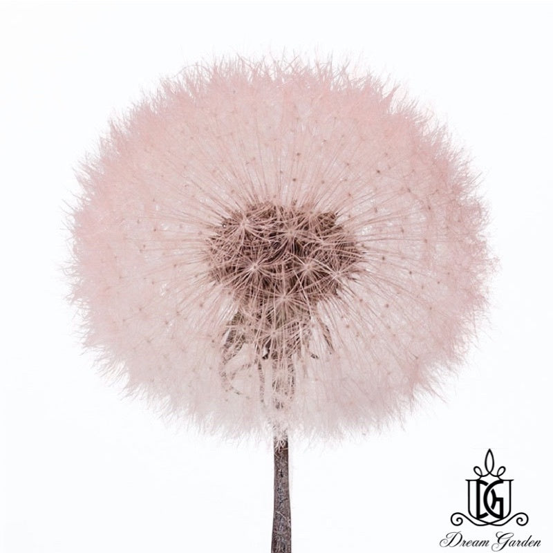 🇸🇬[SG Stock]Dream Garden Preserved Flowers Dried Flowers Preserved Dandelion Singapore Local Home Decoration/DIY/Wedding
