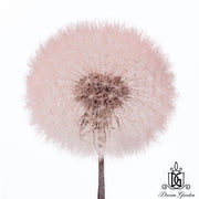 Preserved Dandelion 2 | DreamGarden SG