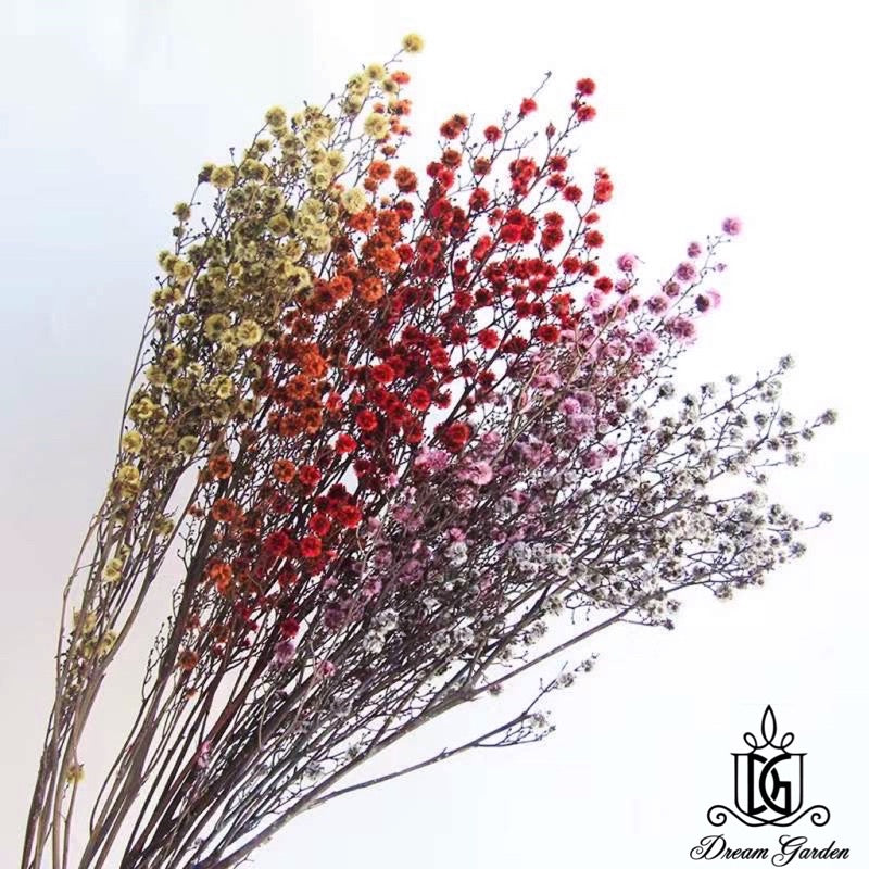 🇸🇬[SG Stock] Preserved Flower Branches For Home Decor/DIY/Wedding/Glass Cover Dome Dried Eternal Stirlingia Flowers