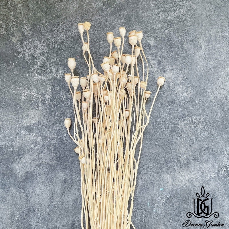 🇸🇬[SG Stock][Dream Garden]Dried Poppy Bunch Dried Flowers Dried Fruits Home Decoration/DIY/Wedding/Flora/Dome