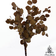 Preserved Leaves Preserved Eucalyptus | DreamGarden SG