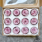 Pearl Color RoseAmor Austin Japanese Preserved Roses | DreamGarden SG