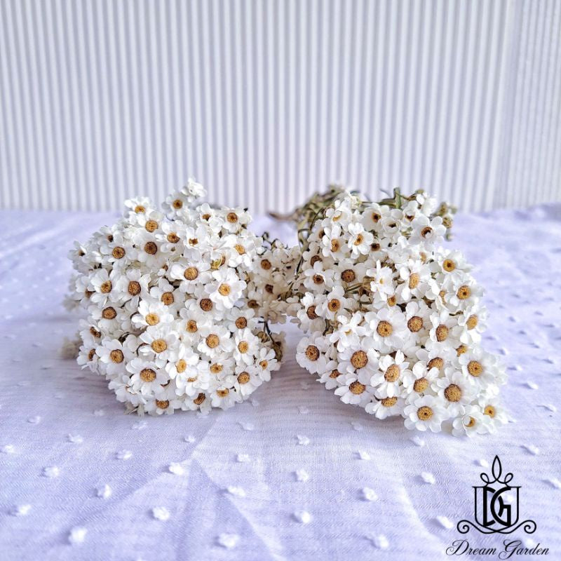 Italy Dried Ixodia Dried White Daisy | DreamGarden SG