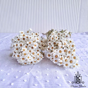 Italy Dried Ixodia Dried White Daisy | DreamGarden SG