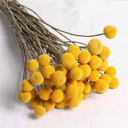 Dried Billy Buttons | DreamGarden SG