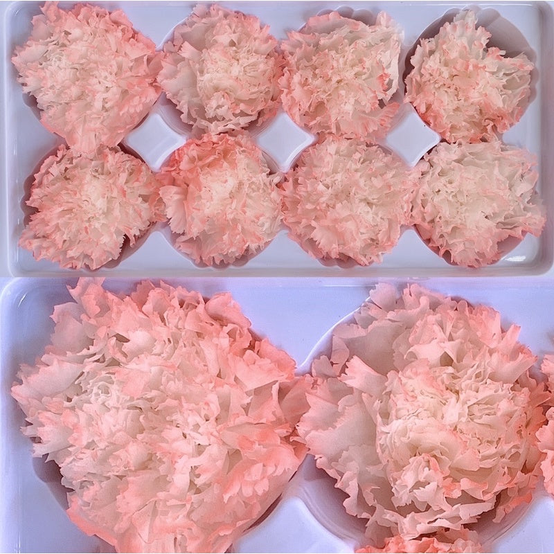 🇸🇬[SG Stock][Dream Garden] Pearl Preserved Carnations Gold Preserved Carnation Dried Flowers Home Decoration/DIY/Wedding