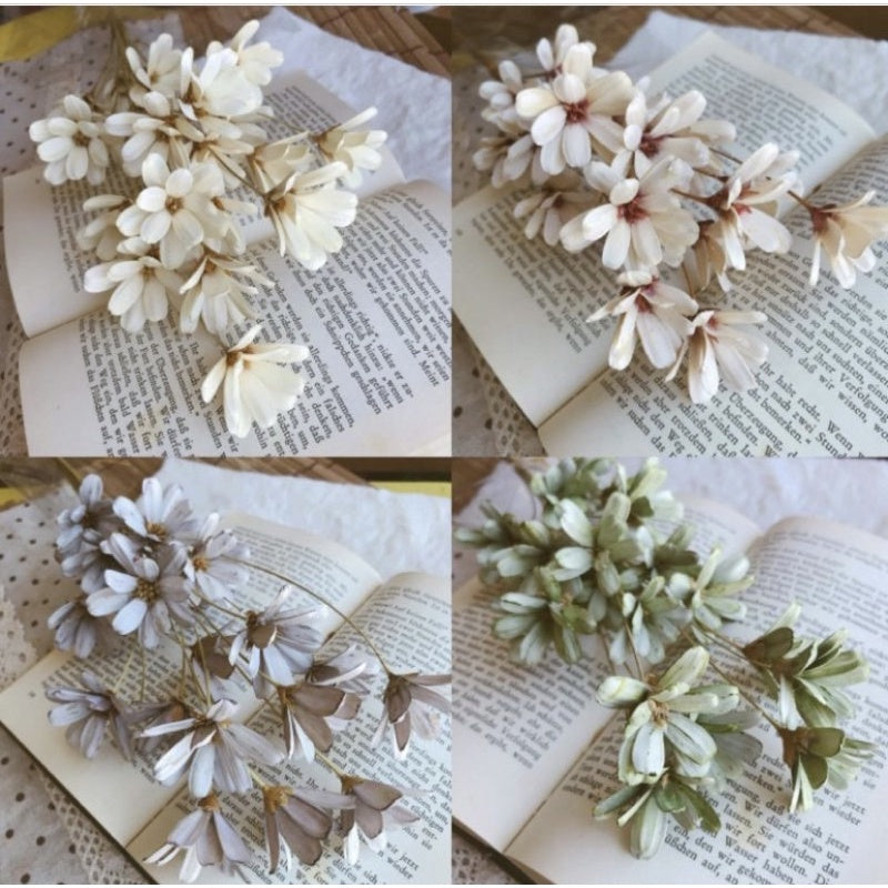 🇸🇬[SG Stock]Preserved Flowers Dried Flower Melon seed  Flowers Handmade Japanese Wood Flowers Singapore Local Wholesale