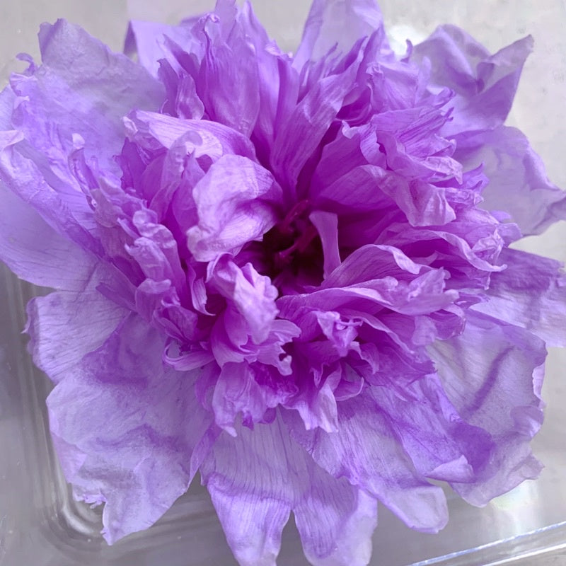 🇸🇬[SG Stock][Dream Garden]Preserved Peony Preserved Paeonia Lactiflora Preserved Flowers Home Decoration/DIY/Wedding