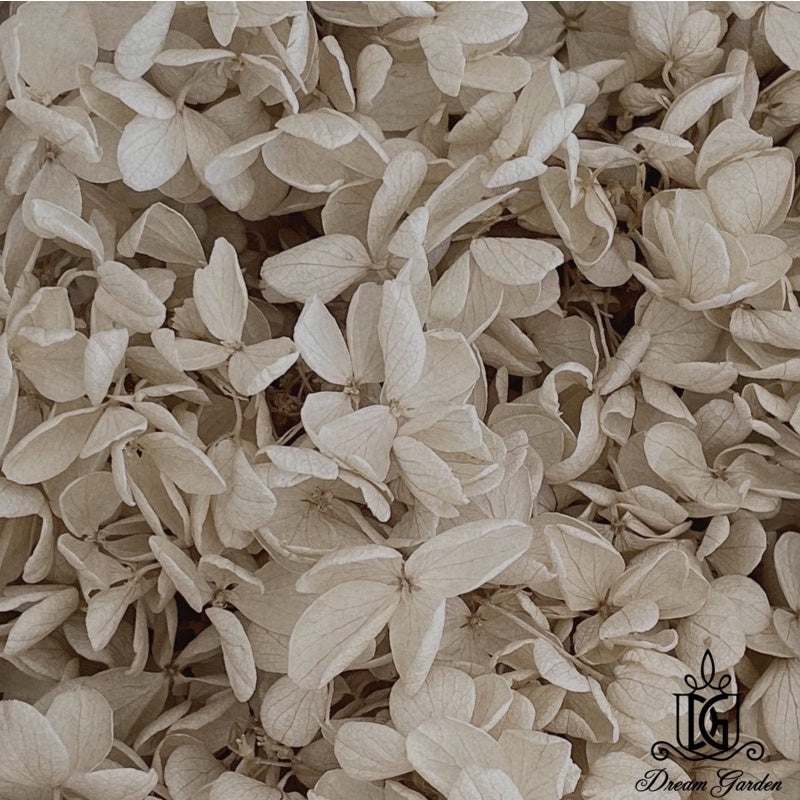 🇸🇬[SG Stock]Preserved Flowers Grade A Preserved Hydrangea Singapore Local Wholesalers Home Decoration/DIY/Wedding