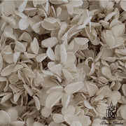 Preserved Flowers Grade A Preserved Hydrangea | DreamGarden SG