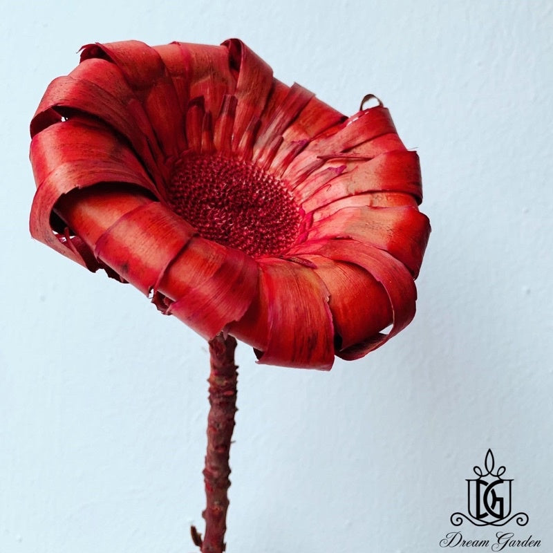 🇸🇬[SG Stock]Preserved Flowers Dried Flowers Giant Wood Chrysanthemum Singapore Local Home Decoration/DIY/Wedding