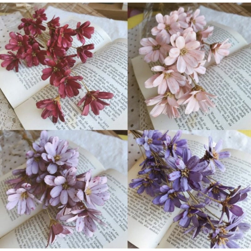🇸🇬[SG Stock]Preserved Flowers Dried Flower Melon seed  Flowers Handmade Japanese Wood Flowers Singapore Local Wholesale