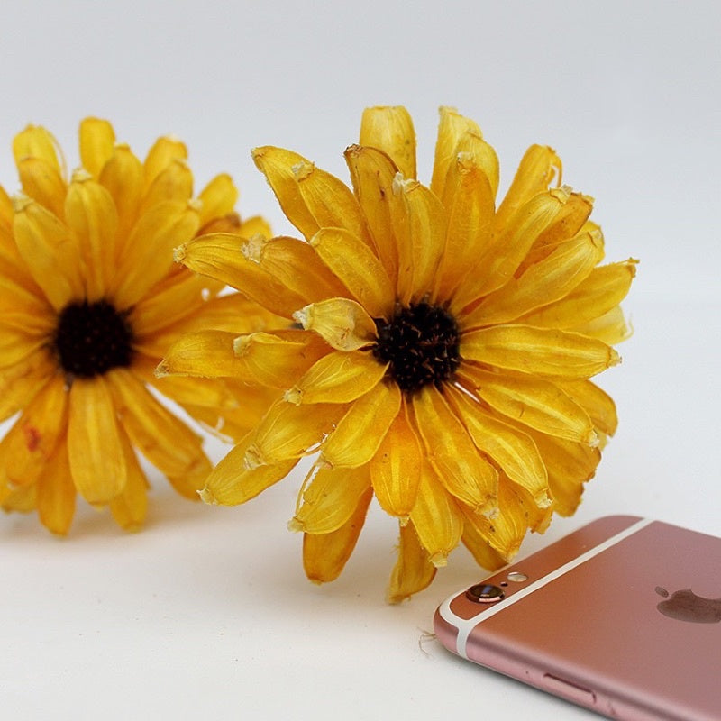 🇸🇬[SG Stock]Preserved Flowers Dried Flowers Handmade Gerbera Singapore Local Wholesalers Home Decoration/DIY/Wedding