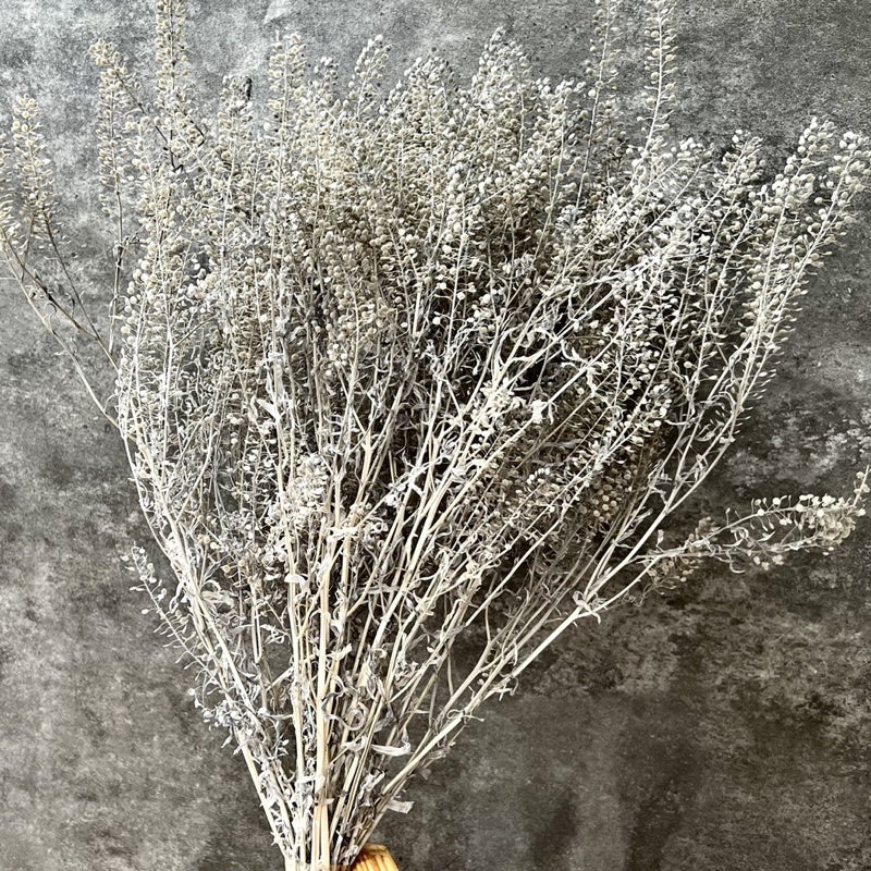 🇸🇬[SG Stock]Preserved Flowers  Dried Flower Preserved Penny Cress Thlaspi Singapore Local Home Decoration/DIY/Weddingpop