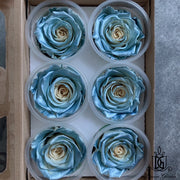 RoseAmor Pearl Color Preserved Roses | DreamGarden SG