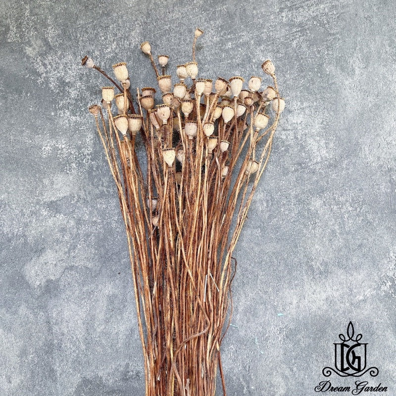 🇸🇬[SG Stock][Dream Garden]Dried Poppy Bunch Dried Flowers Dried Fruits Home Decoration/DIY/Wedding/Flora/Dome