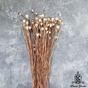 Dried Poppy Bunch Dried Flowers Dried Fruits | DreamGarden SG