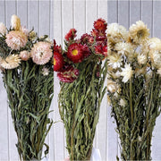 Dried Strawflower Dried Daisy | DreamGarden SG