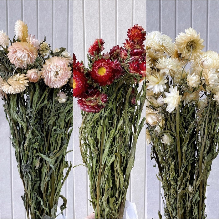 Dried Strawflower Dried Daisy | DreamGarden SG