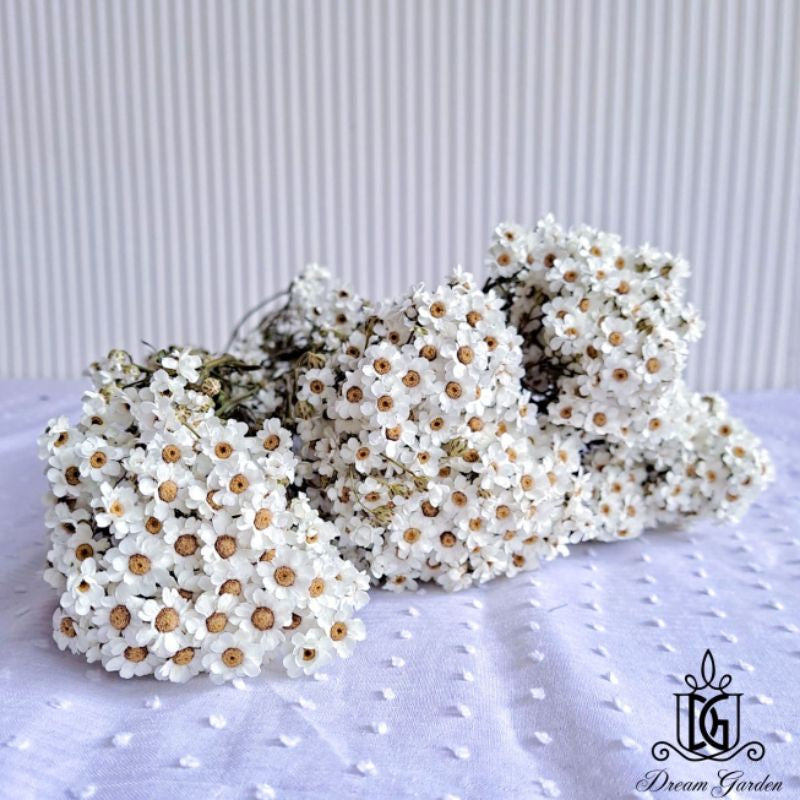 🇸🇬[SG Stock] SG Local Largest Wholesaler Italy Dried Ixodia Dried White Daisy Suitable For Decoration/Wedding/DIY/Dome
