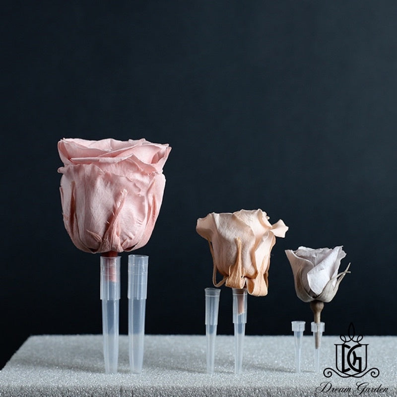 🇸🇬[SG Stock]New Arrival Preserved Flowers Stem Dried Flower Stem Floral Stalk 100gram Packing Floral Stem DIY Decor