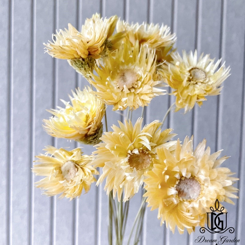🇸🇬[SG Stock]Preserved Flowers Dried Flowers Daisy By Handmade Singapore Local Wholesalers Home Decoration/DIY/Wedding