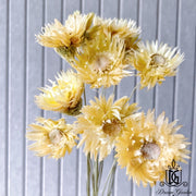 Preserved Flowers Daisy By Handmade | DreamGarden SG
