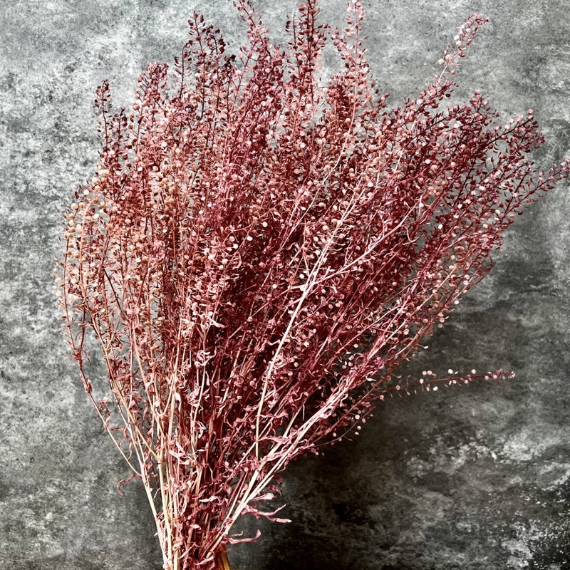🇸🇬[SG Stock]Preserved Flowers  Dried Flower Preserved Penny Cress Thlaspi Singapore Local Home Decoration/DIY/Weddingpop