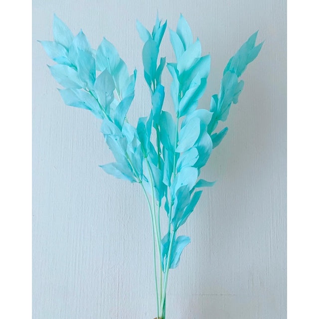 🇸🇬[SG Stock]Preserved Flowers Dried Flowers Preserved Ruscus Israeli Singapore Local Home Decoration/DIY/Wedding