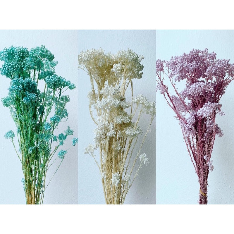 🇸🇬[SG Stock]Preserved Flowers Dried Flowers Preserved Rice Flowers Singapore Local Wholesaler Home Decoration/Wedding