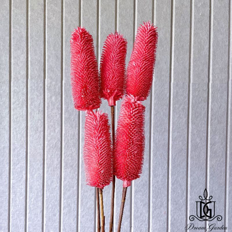 🇸🇬[SG Stock]Preserved Flowers Dried Flowers Dried Thistle Heads Singapore Local Wholesalers Home Decoration/DIY/Wedding