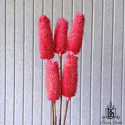 Dried Thistle Heads | DreamGarden SG